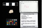 Foto (Objekt + Etikett) von Goniodromites sp.  (NHMW-GEO-2014-0194-0021)
